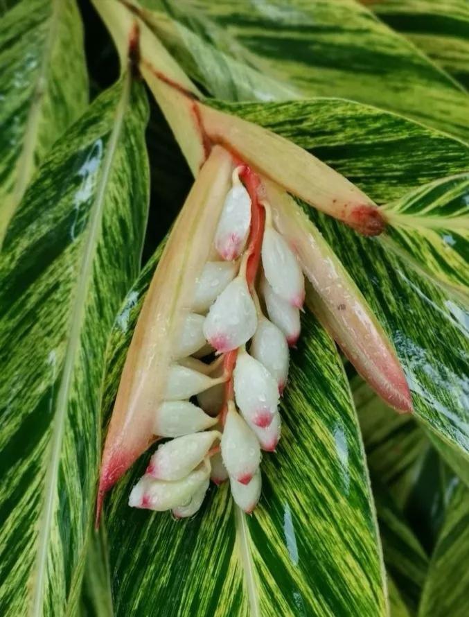 二月兰花语简介,一年逢花的花语?