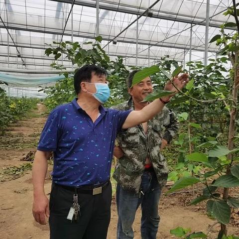 武汉市种什么果树好活