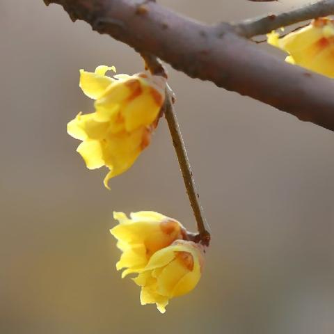 潍坊市腊梅抖音名的长尾关键词有哪些