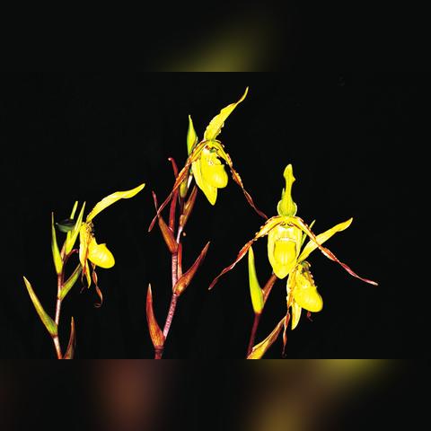 江苏无锡市施氏家族的长尾关键词有什么