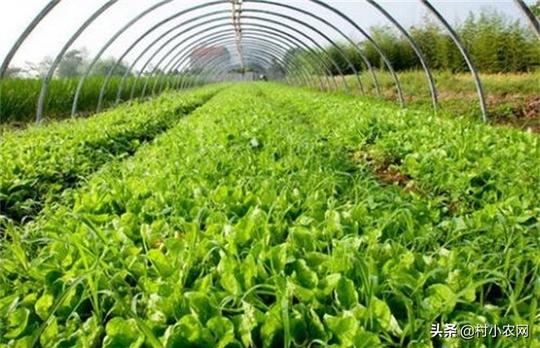 农村种高产蔬菜：不同蔬菜进行合理轮作栽培，减少虫害多赚钱