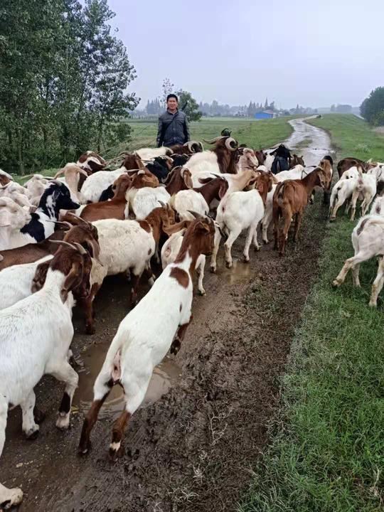 华容县鲇鱼须镇：养羊致富喜洋洋，脱贫路上有方法