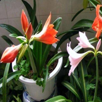 成都市朱顶红怎么过冬