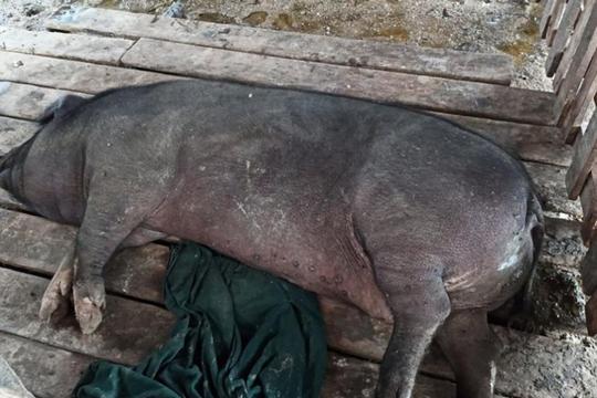 缅甸大量生猪病死，人们谈猪肉色变，猪肉生意一天不如一天