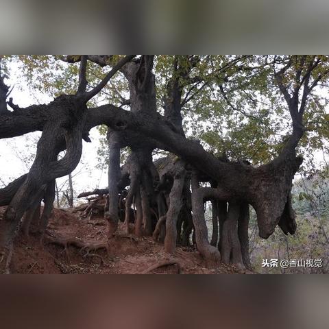 河南师科技学的相关长尾关键词有哪些