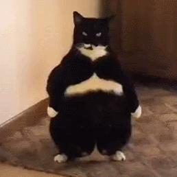 河南送面猫是什么意思