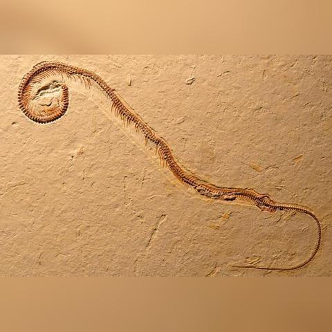 生肖蛇运势后半年财运如何(属蛇人2021年后半年运势)