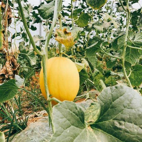 黄金蜜瓜微商文案的长尾关键词有什么