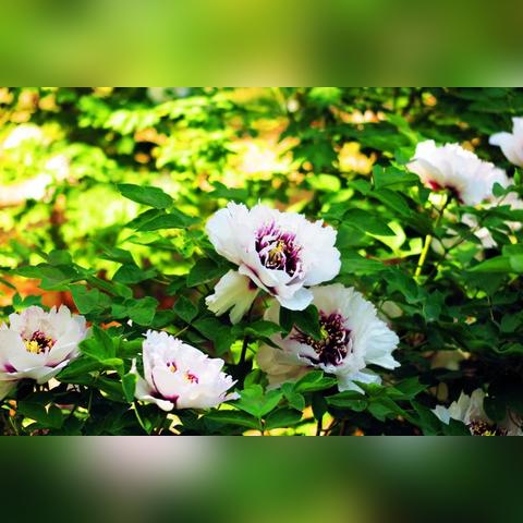 河南省花城办公家具有限公司介绍？