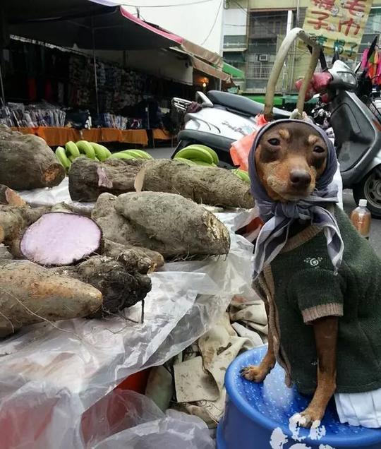 台湾一只狗狗帮主人摆摊卖粽子，竟然成了网红