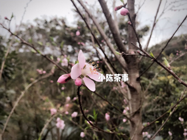 2020惊蛰出生的孩子命运好吗