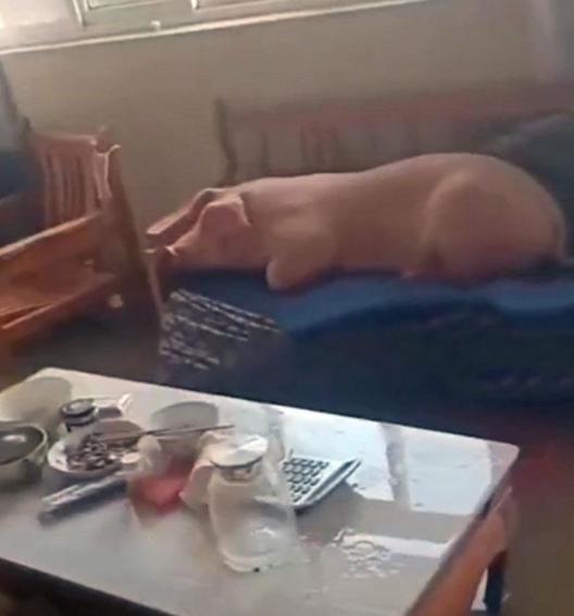 猪宝宝起名姓邓怎么取(中国人的姓名是如何起源和发展的)