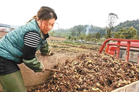 农村黑心姜，老农民视为“金宝贝”，亩收入超万元，知道的却很少