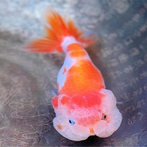 什么观赏鱼适合在武汉养？