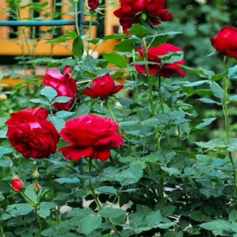 2025.11.28天津今日气温变化情况