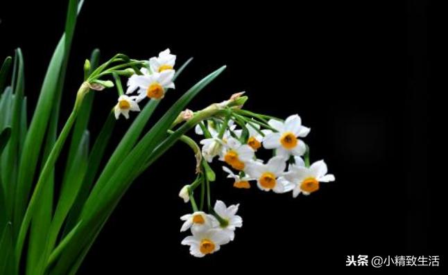 水仙花是什么季节开放的,水仙花什么时候开花多?