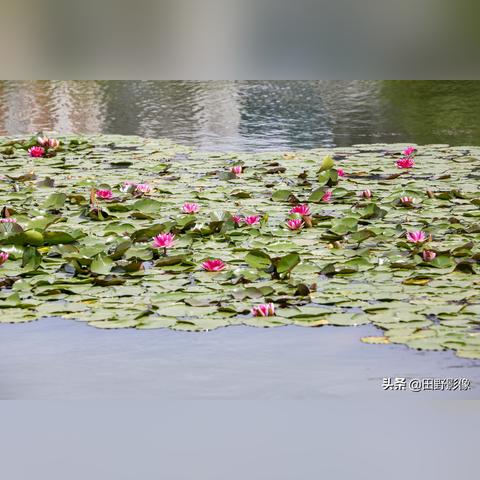 西安莲花景点相关长尾关键词有哪些