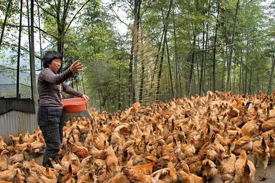 农民工回乡创业搞养殖，养点啥最赚钱呢？不是养猪