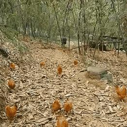 南宁 鸡架的相关长尾关键词有哪些