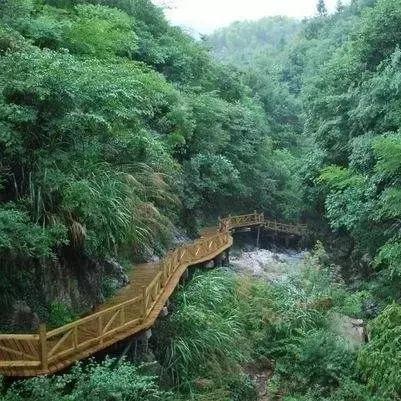 福建桂竹是哪个品种