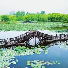 河南的荷花怎么样