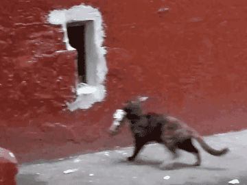  神经病猫搞笑QQ幽默表情包