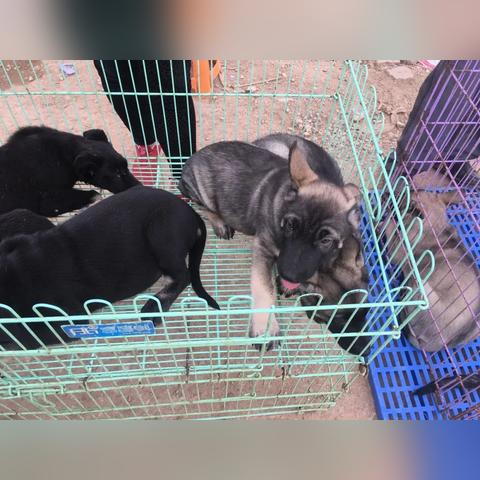 昆明市哪里收狗的地方