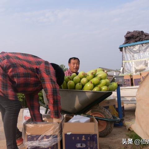 联苯(联苯噻虫胺杀什么虫) 联苯(联苯噻虫胺杀什么虫)