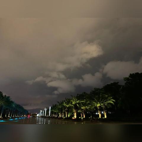 厦门市椰子树基地在哪里