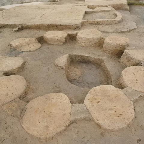 周口市珍贵植物品种的长尾关键词有哪些