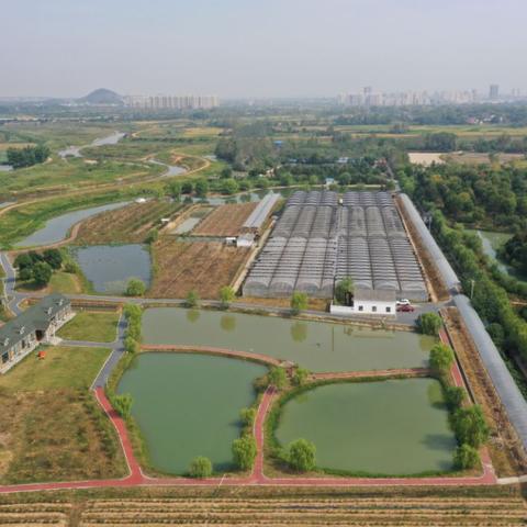 什么果树适合安徽合肥市