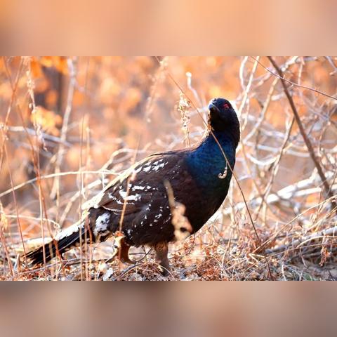 福建附近樟子松销售电话的相关长尾关键词有哪些