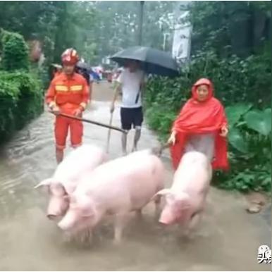 山东临沂市蔬菜大棚被淹的长尾关键词有哪些