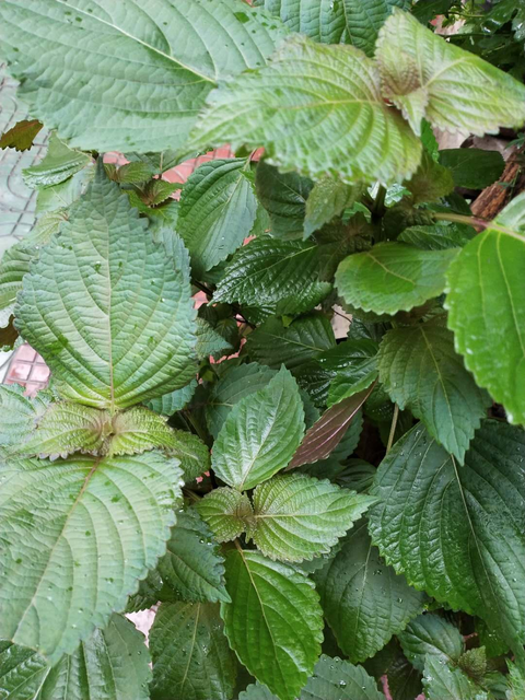 夏季宝宝防蚊虫篇