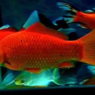 新年要做什么的长尾关键词是什么