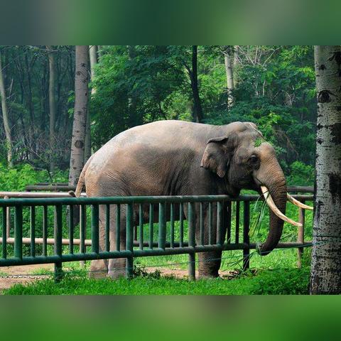 大连市为什么有梅花鹿