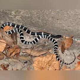 苏州市有什么毒蛇品种吗