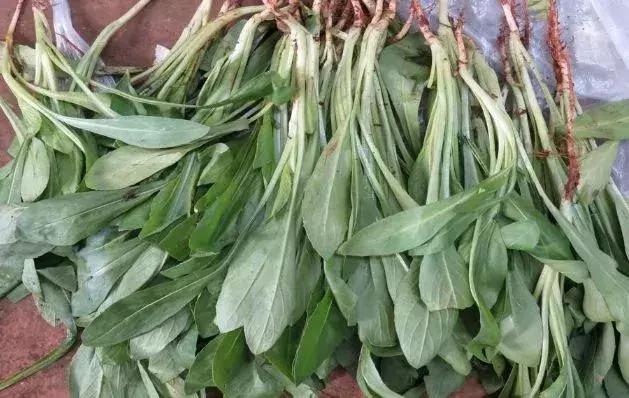 云南野菜有什么美食（可食野生菌都有什么）