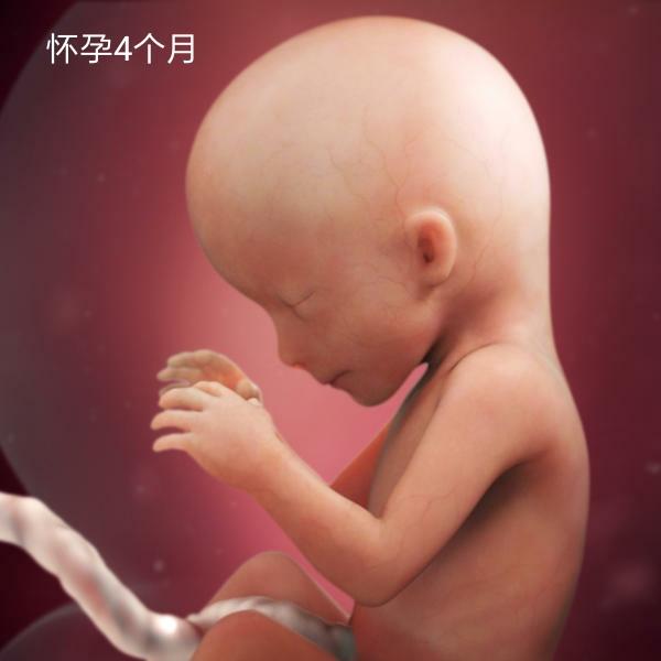 怀孕第一个月胎儿发育大小