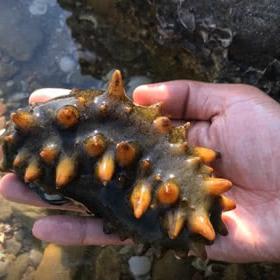 大连生日餐厅海边的长尾关键词有什么