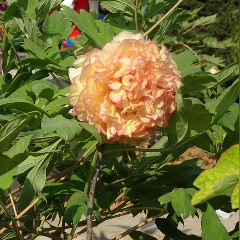 菏泽市最大的牡丹园在哪里