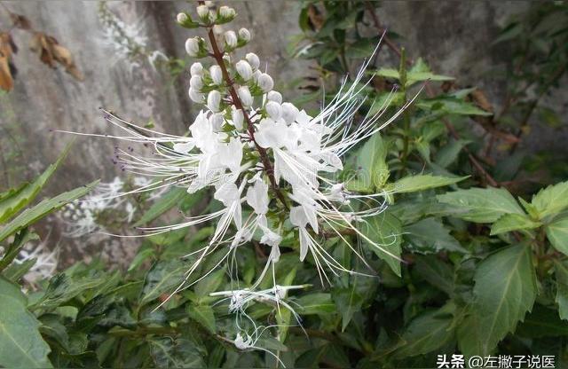 化石草的功效与作用及食用方法