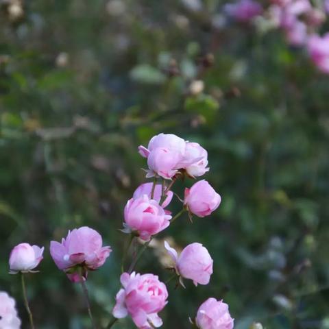 桂林市看花的地方在哪里