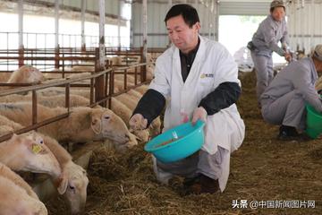 河南养湖羊怎么样