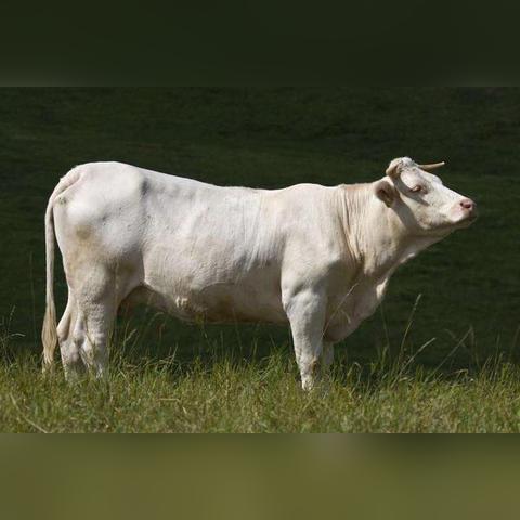 福建气候养牛怎么样