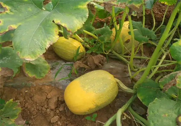 虾皮怎么吃好吃 冰冻虾皮怎么吃好吃