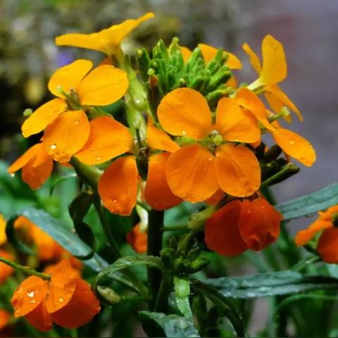 西安市什么气候区