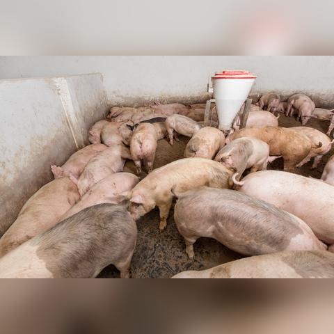 【哈尔滨今日猪肉价格】2025年3月28日哈尔滨猪肉价格是多少