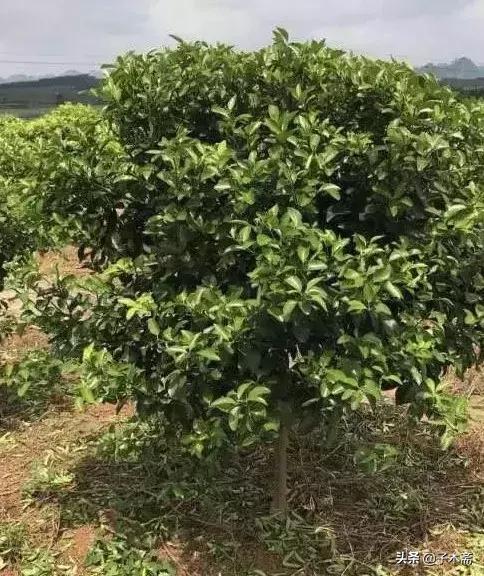 柑橘病蟲(chóng)害防治與辦理_柑橘花期若何預(yù)防花蕾蛆