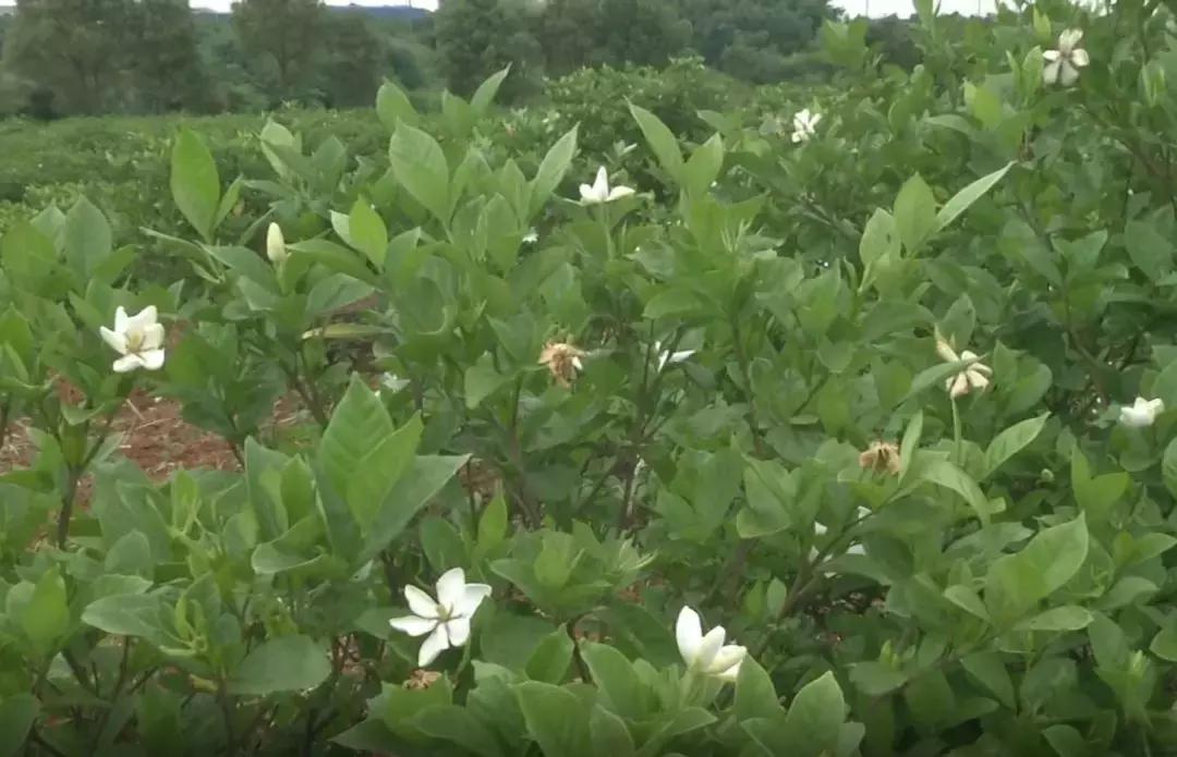 盆栽栀子花会结果吗,达摩栀子花和一寸法师区别?